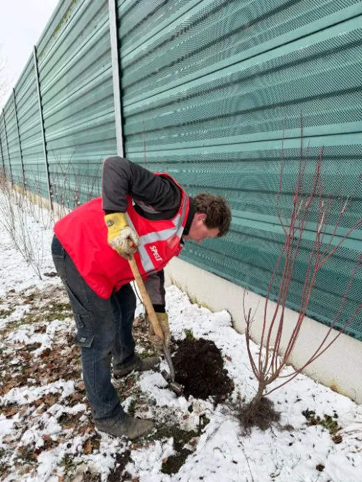 Ferdi is Inheemse struiken aan het planten